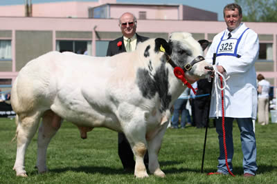 Philip Young from Ballynahinch with Magheradroll Bengi the Male Champion British Blue at Balmoral Show which was owned by John Young, Ballynahinch. Also included is Con Williamson, Glenavy, Judge of the event.